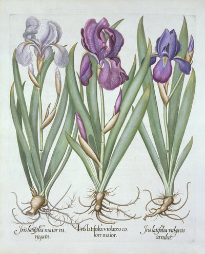Three Varieties of Rhizomatous Bearded Irises, from Hortus Eystettensis by German School