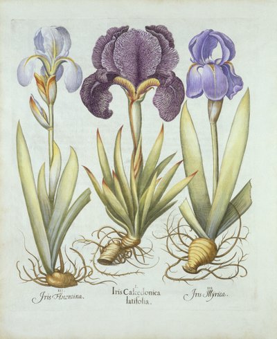 Three Varieties of Rhizomatous Beardless Irises, from Hortus Eystettensis by German School