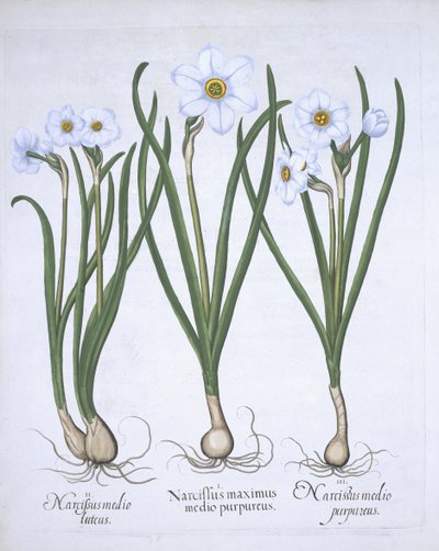Three white Narcissi, from Hortus Eystettensis by Basil Besler, pub. 1613 by German School