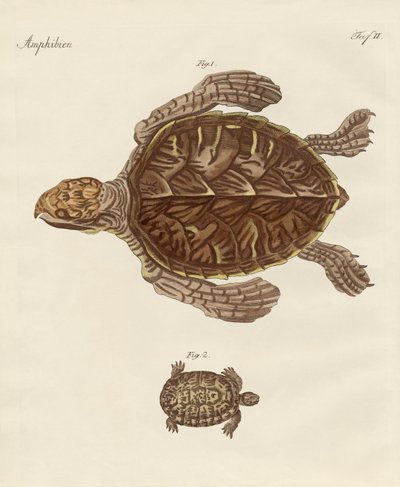 Tortoises by German School