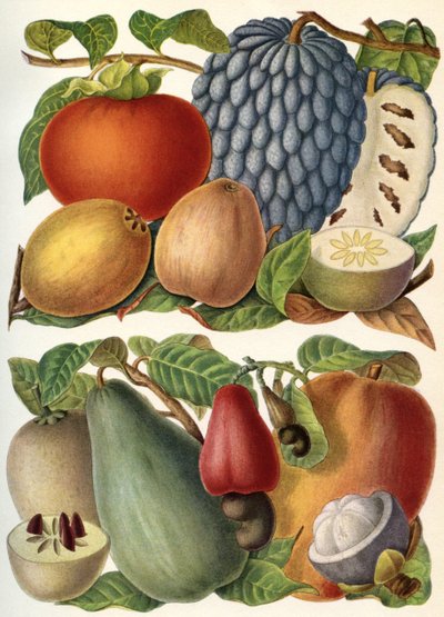 Tropical Fruit, from 