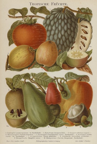 Tropical Fruits by German School