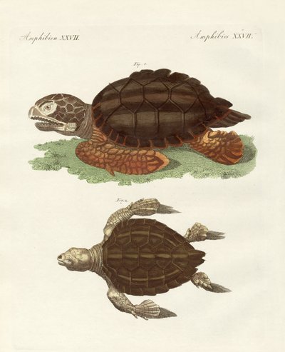 Turtles of Phenomenal Size by German School