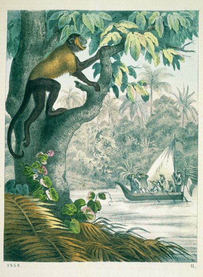 Upper reaches of the Amazon, from Das Buch der Welt, published 1858 by German School