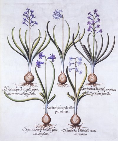 Varieties of Hyacinth with Bulb, from Hortus Eystettensis by German School