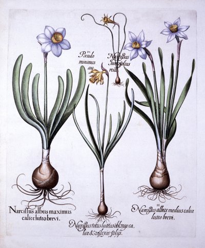Various Narcissi, from Hortus Eystettensis by German School