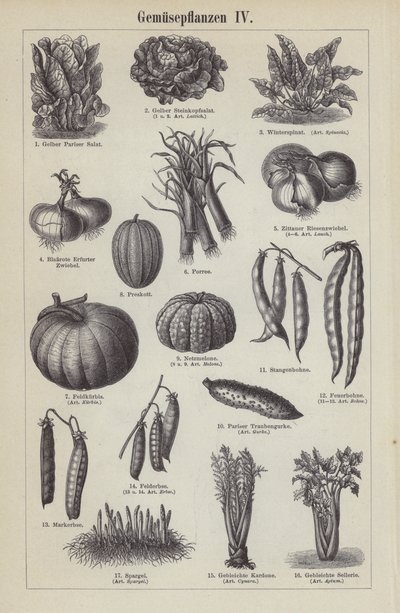 Vegetables by German School