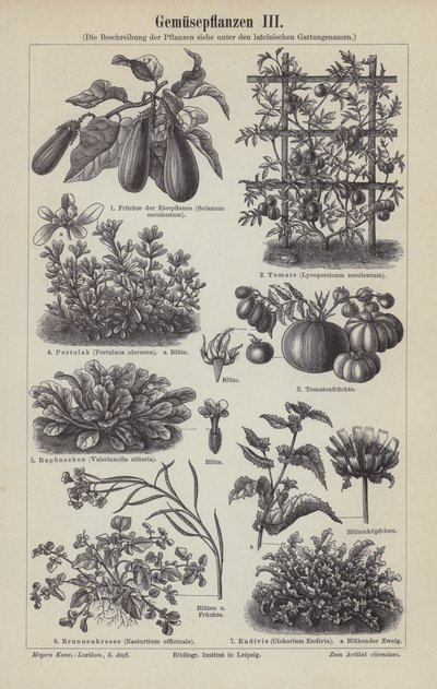 Vegetables by German School