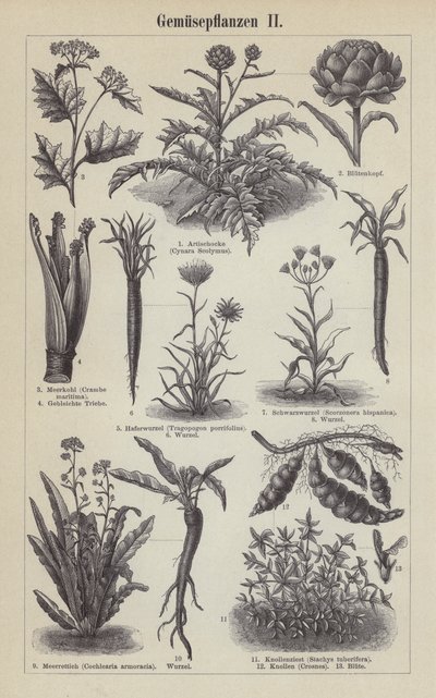 Vegetables (engraving) by German School