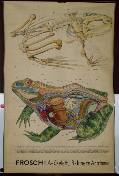 Wall Chart of the Skeleton and Anatomy of a Frog by German School