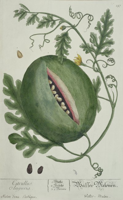 Watermelon, from A Curious Herbal, German edition, published 1757 by German School