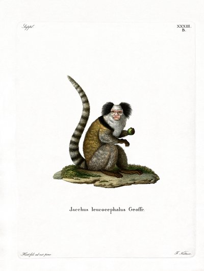 White-headed Marmoset by German School