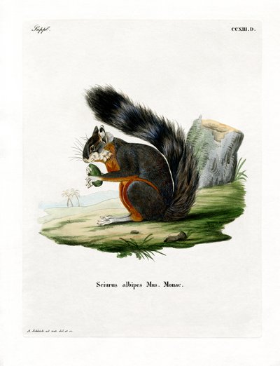 White-legged Squirrel by German School