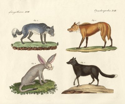 Wolves and Foxes by German School