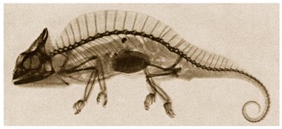X Ray of a Chameleon by German School