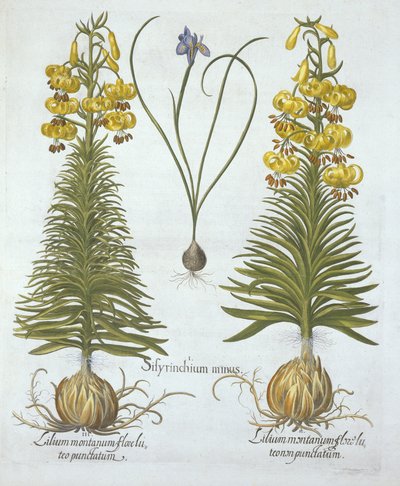 Yellow Turkscap Lily with Bulb and Dwarf Blue-Eyed Grass, from Hortus Eystettensis by German School