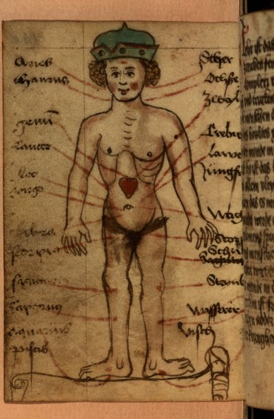 Zodiac diagram showing the position of the heart by German School