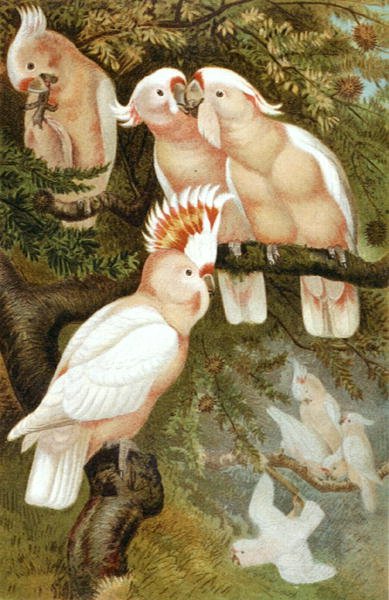 dnca Cockatoo, plate from 