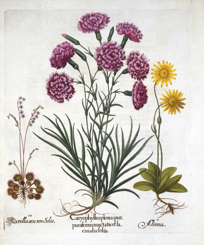 Carnation, Dianthus, Arnica & Round Leaved Sundew, from Hortus Eystettensis by German School