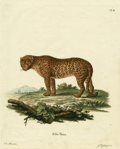 Panther by German School