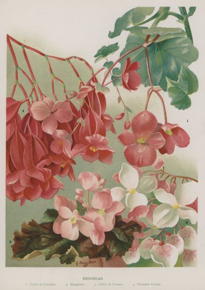 Begonias by Gertrude Hamilton