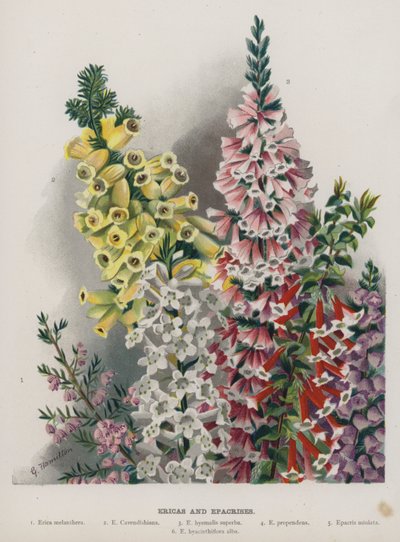 Ericas and Epacrises by Gertrude Hamilton