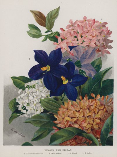 Exacum and Ixoras by Gertrude Hamilton