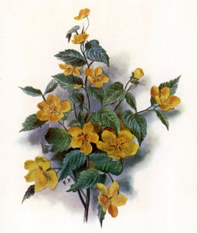 Kerria Japonica by Gertrude Hamilton