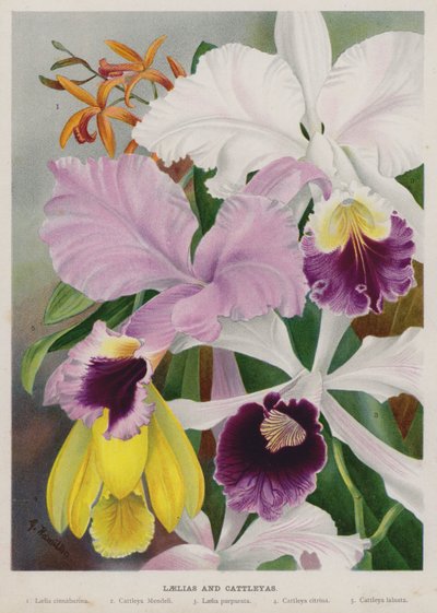 Laelias and Cattleyas by Gertrude Hamilton