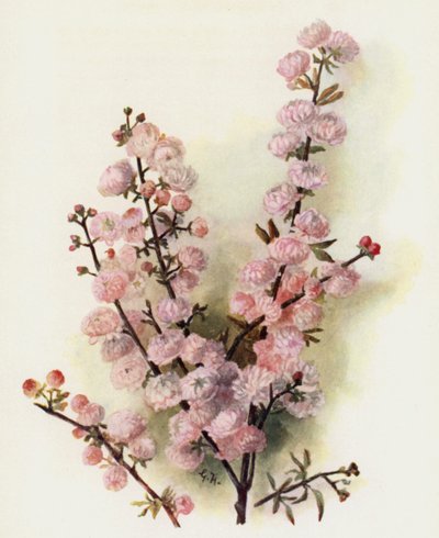 Prunus Sinensis Rosea Plena by Gertrude Hamilton
