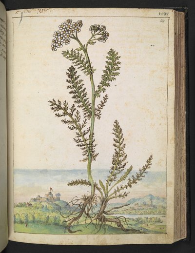 Achillea millefolium: A tall fern type plant with white flowers, from 