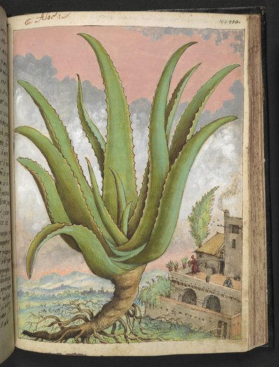 Aloe vera, from 