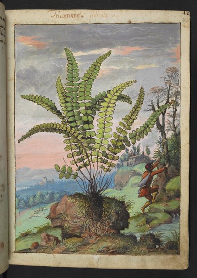 Asplenium trichomanes, from "Paintings of Flora of the Roman States" by Gherardo Cibo by Gherardo Cibo
