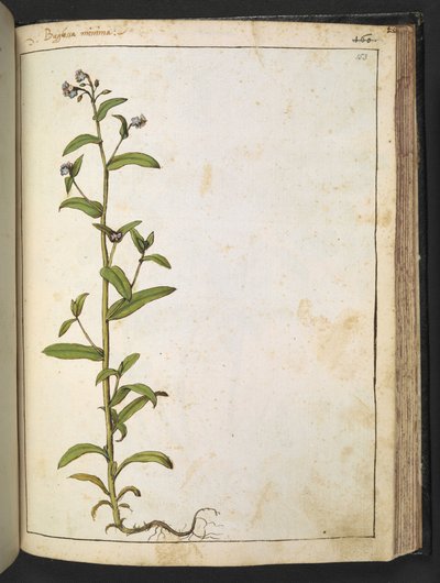 Buglossa, Anchusa azurea (Loddon Royalist), from 