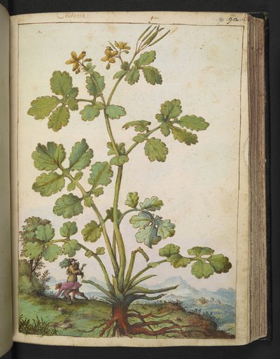 Chelidonium majus, from 