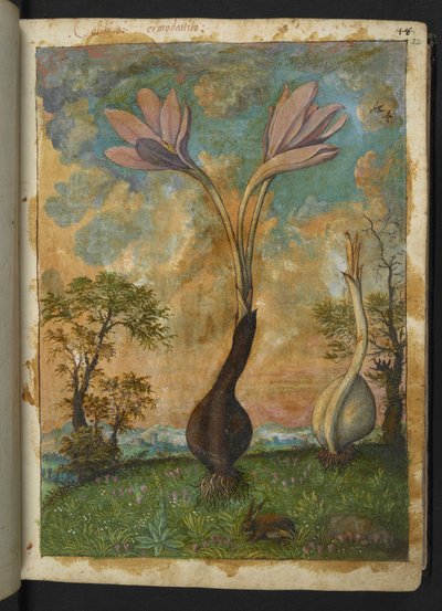 Colchicum autumnale, from "Paintings of Flora of the Roman States" by Gherardo Cibo by Gherardo Cibo