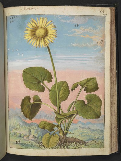 Doronicum austriacum: A plant with a yellow flower, from 