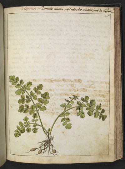 Filipendula, from Paintings of Flora of the Roman States by Gherardo Cibo by Gherardo Cibo