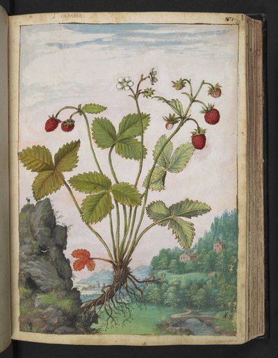 Fragaria vesca, from 