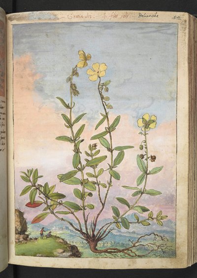 Helianthemum nummularium, from Paintings of Flora of the Roman States by Gherardo Cibo by Gherardo Cibo