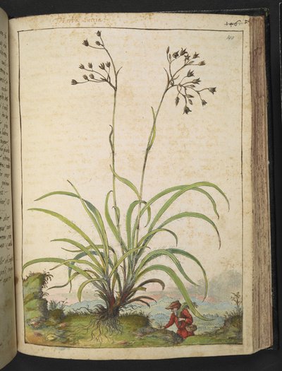 Herba Luccia, from 