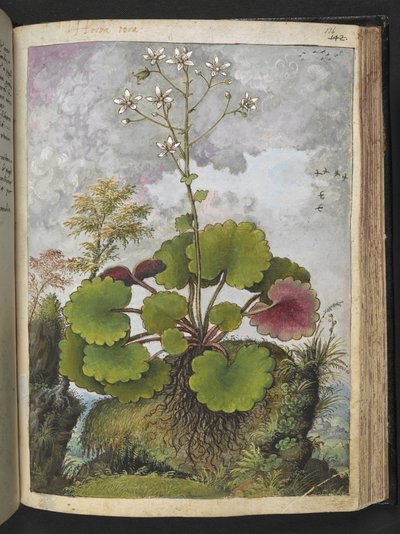 Herba rora: plant with white petals, from 