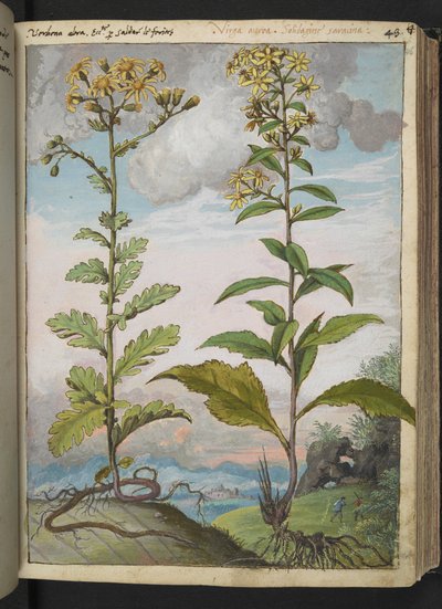 Jacobaeae vulgaris et Senecio ovatu, from "Paintings of Flora of the Roman States" by Gherardo Cibo by Gherardo Cibo