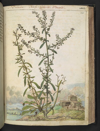 Lepidium graminifolium, from 