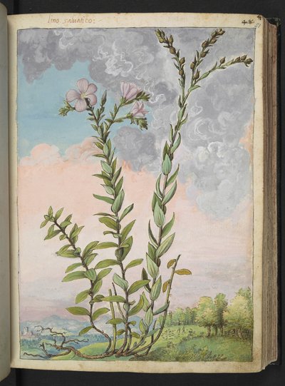 Linum viscosum: A tall plant with pink flowers, from 
