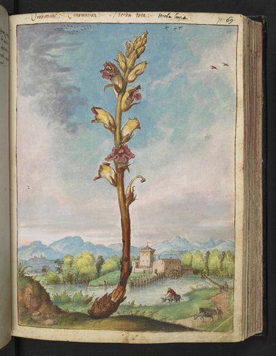 Orobanche gracilis, from "Paintings of Flora of the Roman States" by Gherardo Cibo by Gherardo Cibo