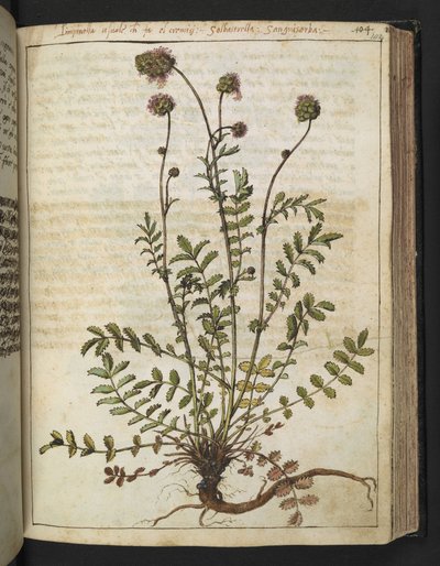 Sanguisorba Minor, from 
