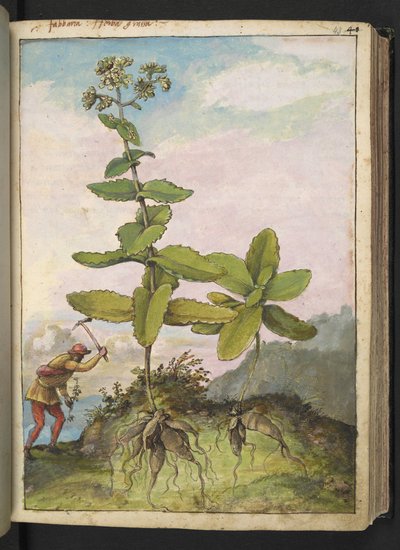 Sedum telephium, from "Paintings of Flora of the Roman States" by Gherardo Cibo by Gherardo Cibo