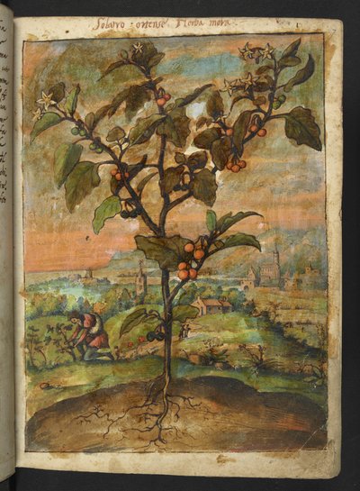 Solanum nigrum: A plant with orange fruit, from 