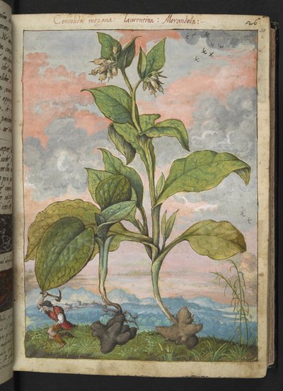 Symphytum tuberosum, from 